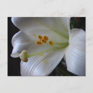 Schöne Blume Postkarte
