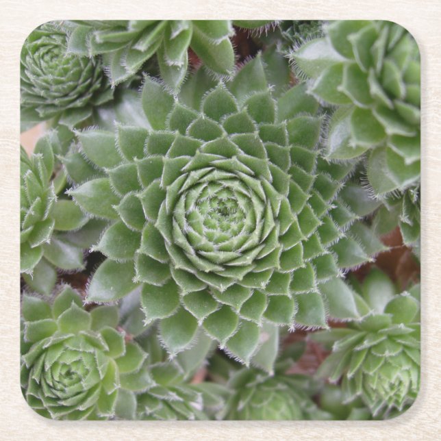 Schöne Blume Untersetzer Set (Vorderseite)