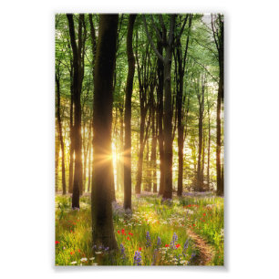 Schöne Blume Waldweg & Sonnenaufgang Fotodruck