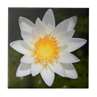Schöne Blume Weißwasserlilie Fliese