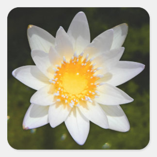 Schöne Blume Weißwasserlilie Quadratischer Aufkleber