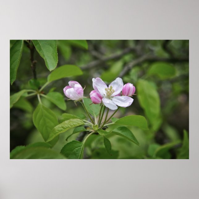 Schöne Blumen im Apfelgarten Poster (Vorne)