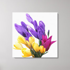 Schöne blumenfarbene hübsche Crocus tulip Leinwanddruck