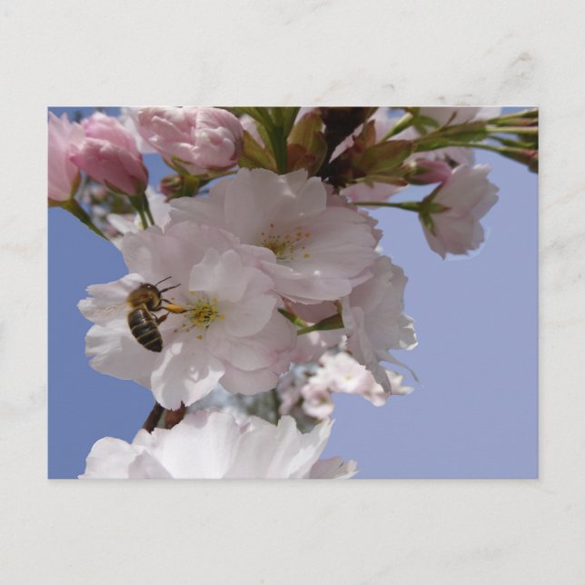 Schöne Blüten mit Bee DIY Postcard Postkarte (Vorderseite)