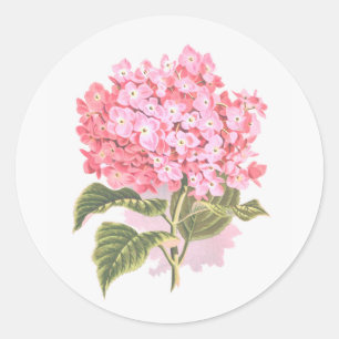 Schöne botanische Hortensienblüte Runder Aufkleber