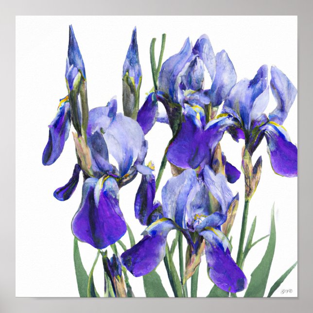 Schöne botanische Wasserfarbe Blau Iris Blume Poster (Vorne)