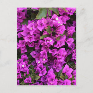 Schöne Bougainvillea Postkarte