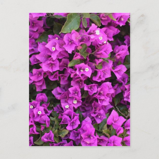 Schöne Bougainvillea Postkarte (Vorderseite)