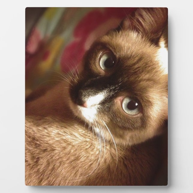 Schöne braune Katze Fotoplatte (Vorderseite)