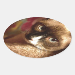 Schöne braune Katze Ovaler Aufkleber
