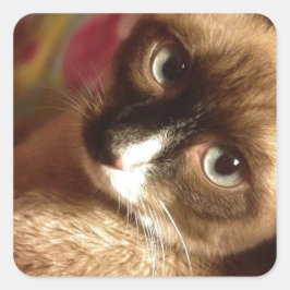 Schöne braune Katze Quadratischer Aufkleber