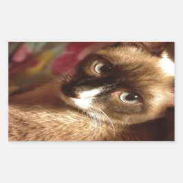 Schöne braune Katze Rechteckiger Aufkleber