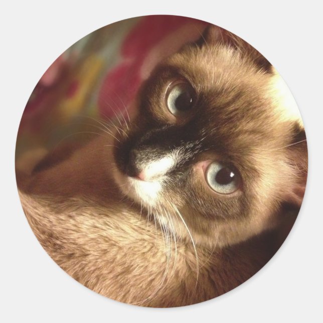 Schöne braune Katze Runder Aufkleber (Vorderseite)