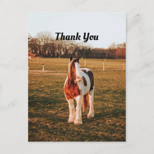 Schöne braune Paint Draft Horse-Foto Danke Postkarte