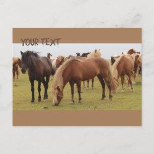 Schöne braune Pferde Postkarte