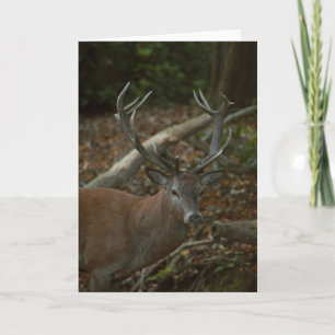 Schöne Buck Fotografie leere Karte
