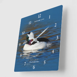 Schöne Bufflehead-Duck am Winterteich Quadratische Wanduhr
