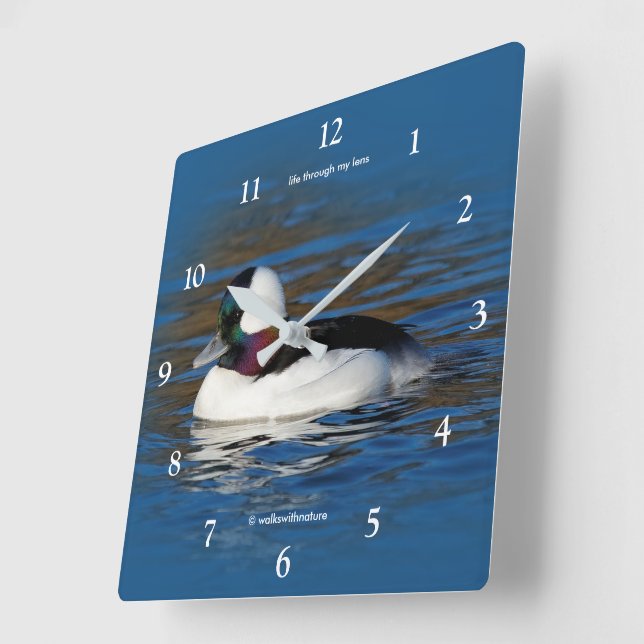 Schöne Bufflehead-Duck am Winterteich Quadratische Wanduhr (Winkel)