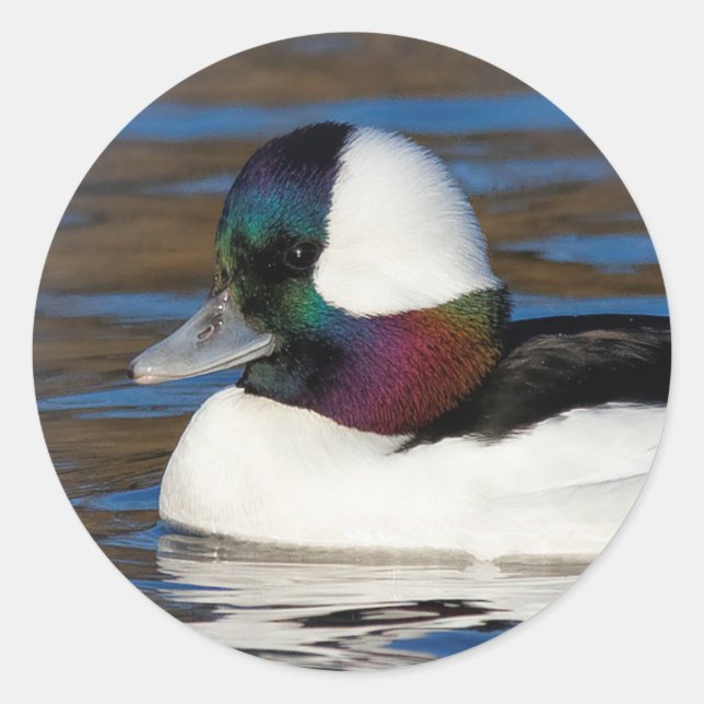 Schöne Bufflehead-Duck am Winterteich Runder Aufkleber (Vorderseite)
