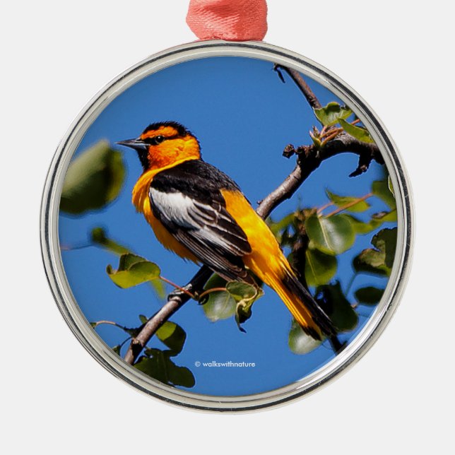 Schöne Bullock's Oriole der Birne Silbernes Ornament (Vorne)