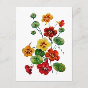 Schöne bunte bestickte Kapuzinerkresse Postkarte