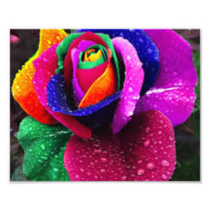Schöne bunte Regenbogen-Rose Fotodruck