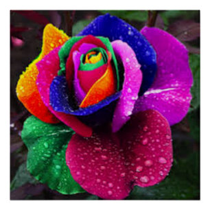 Schöne bunte Regenbogen-Rose Poster