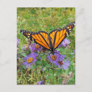 Schöne Butterfly auf Cornblumen Postkarte