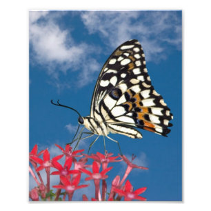 Schöne Butterfly Fotodruck