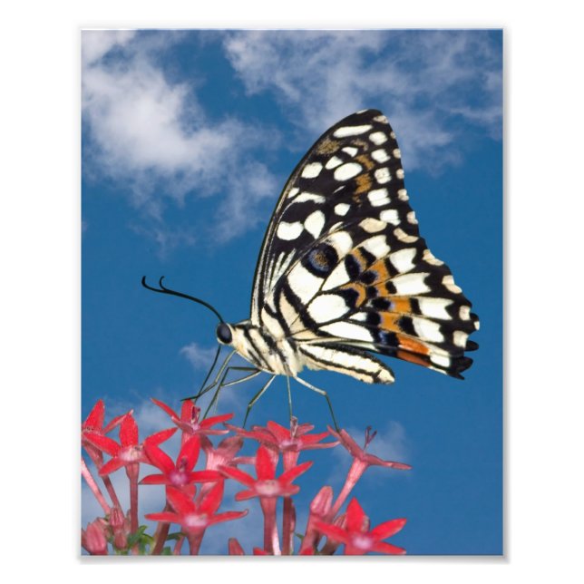 Schöne Butterfly Fotodruck (Vorne)