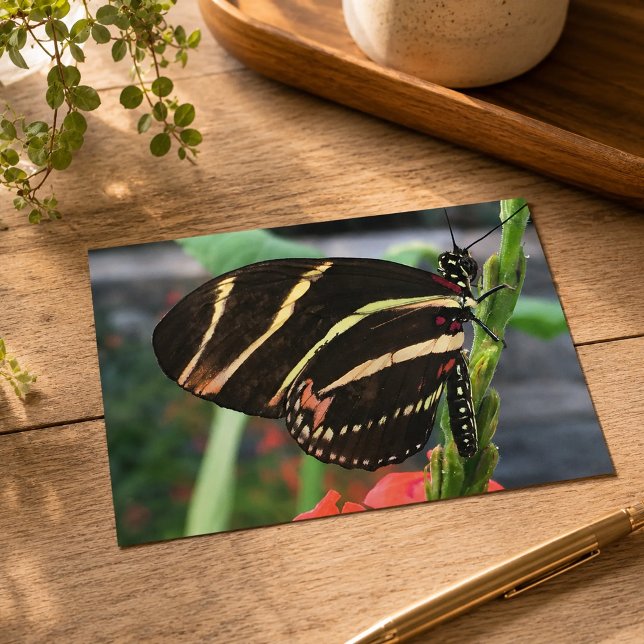 Schöne Butterfly Postkarte (Von Creator hochgeladen)