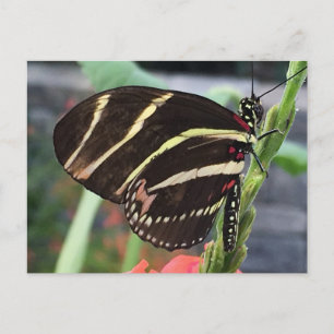 Schöne Butterfly Postkarte