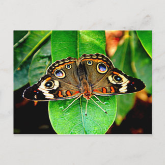 Schöne Butterfly-Postkarte Postkarte