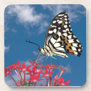 Schöne Butterfly Untersetzer