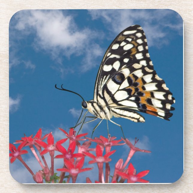 Schöne Butterfly Untersetzer (Vorderseite)