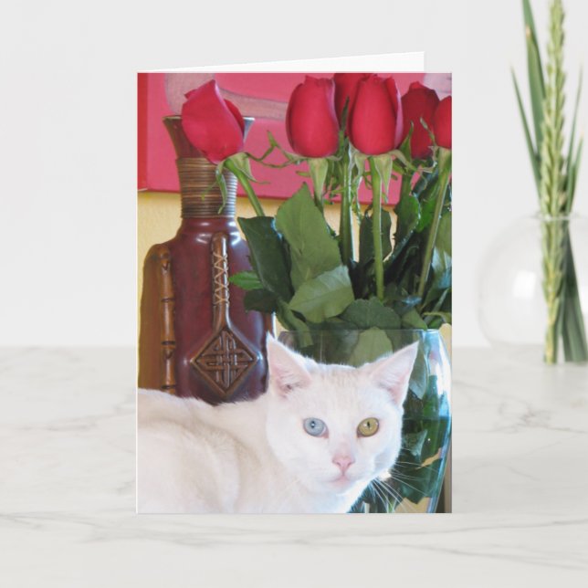 Schöne Cat Grußkarte! Karte (Vorderseite)