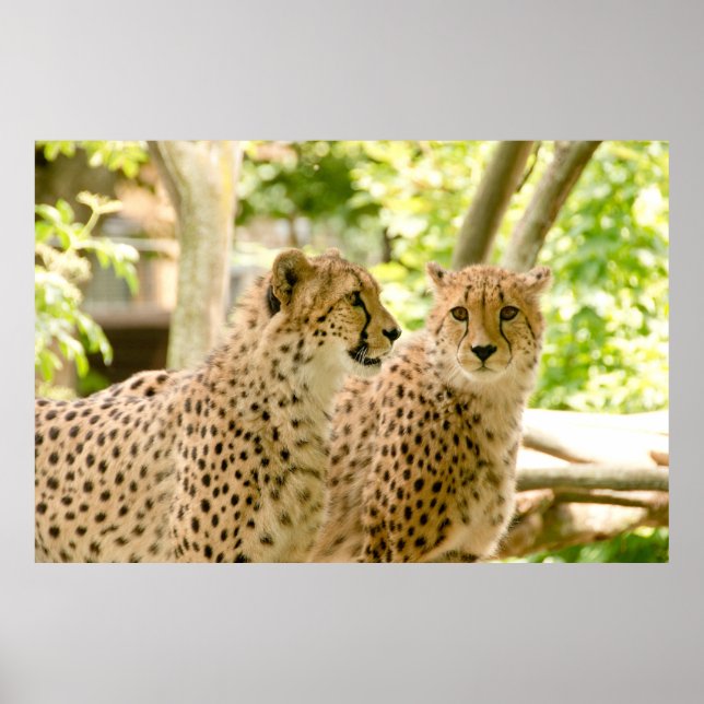 Schöne Cheetah Beautiful Cat Foto Poster (Vorne)