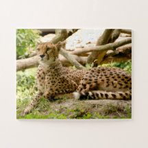 Schöne Cheetah Schönes Cat Foto