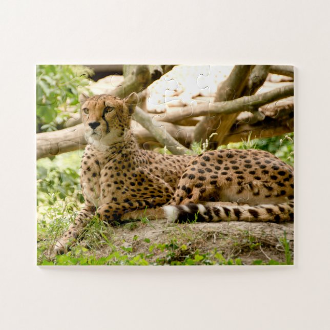 Schöne Cheetah Schönes Cat Foto Puzzle (Horizontal)