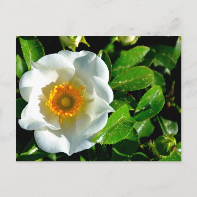Schöne Cherokee Rose Postkarte (Vorderseite)