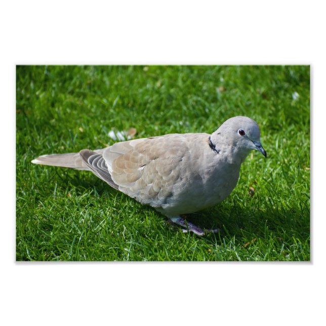 Schöne Collared Dove Fotodruck (Vorne)