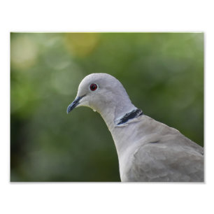 Schöne Collared Dove Fotodruck
