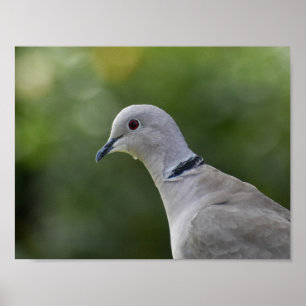 Schöne Collared Dove Poster