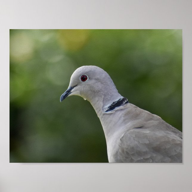 Schöne Collared Dove Poster (Vorne)