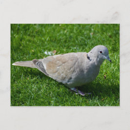 Schöne Collared Dove Postkarte