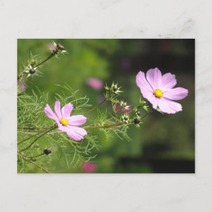 Schöne Cosmea Blume Vertikale DIY Postkarte