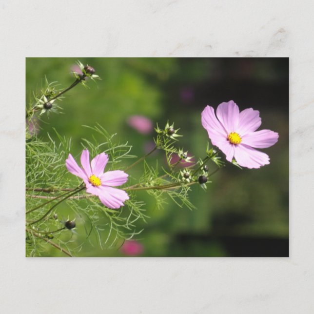 Schöne Cosmea Blume Vertikale DIY Postkarte (Vorderseite)