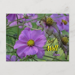 Schöne Cosmea-Blumen Gute Besserung Postkarte