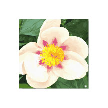 Schöne Creme und rosa Pinien auf der Leinwand.