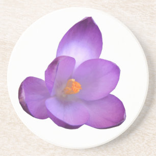 Schöne Crocus Blume Untersetzer